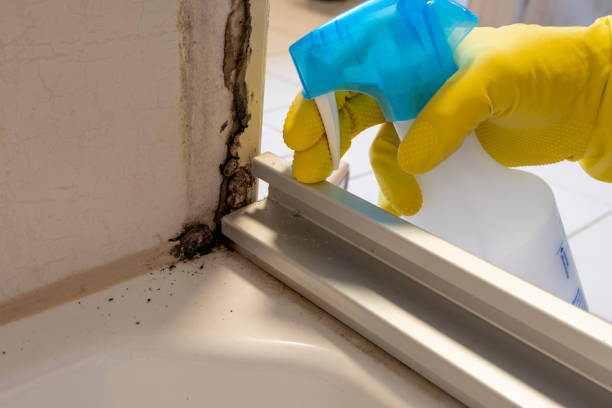 Best Certified Mold Removal  in Peachtree City, GA