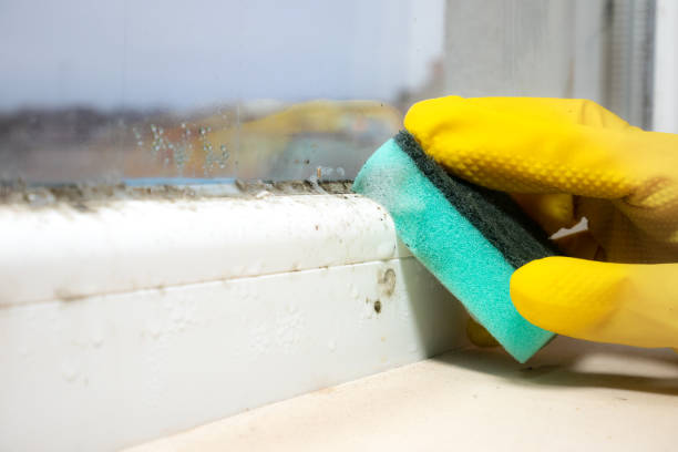Certified Mold Removal in Peachtree City, GA