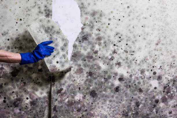 Best Mold Testing  in Peachtree City, GA